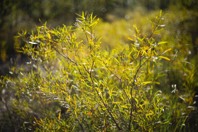 Willow (Salix sp.)