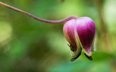 Leatherflower (Clematis viorna)