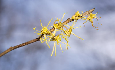 Witch Hazel (Hamamelis virginiana)
