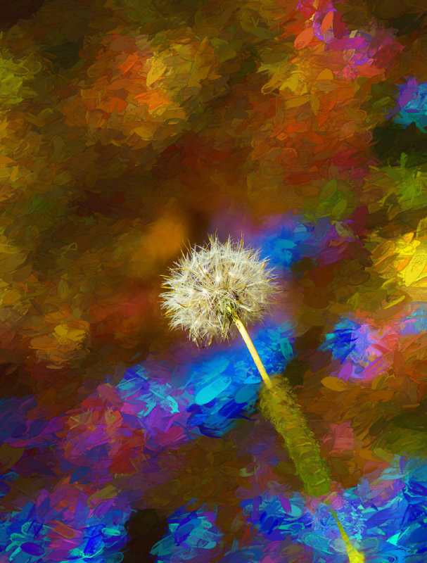 Dandelion head with autumnal backdrop 