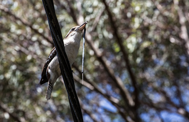 Kookaburra with snake 