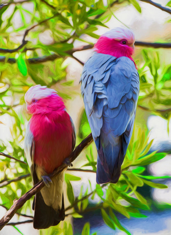 Galahs Liquid lines III web.jpg