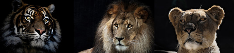 Big cats as kitchen splashback