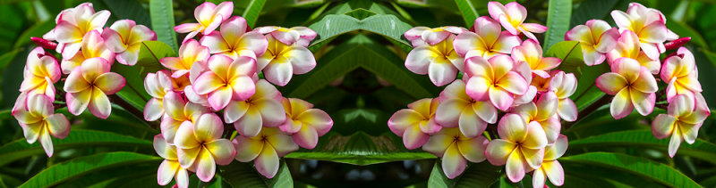 Pink frangipani splashback 