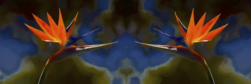 Strelitzia splashback impressionist as splashback