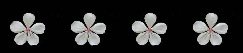 Four white flowers with black background splashback 