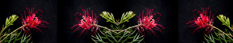 Bottlebrush for splashback 