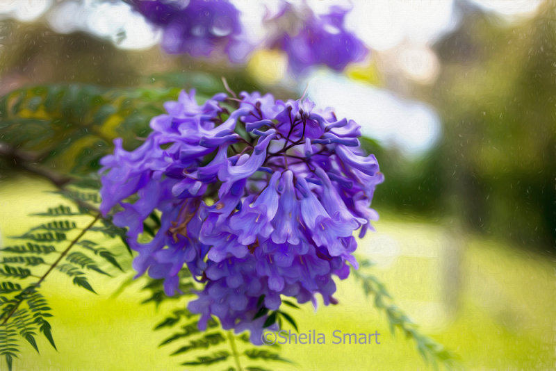 Jacaranda flower