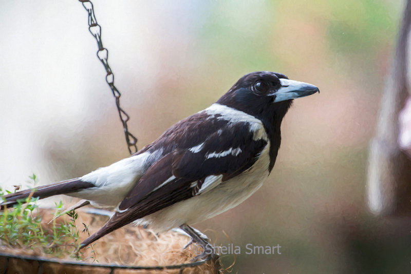 Pied butcherbird digital oil painting