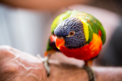 Rainbow lorikeet subspecies unknown