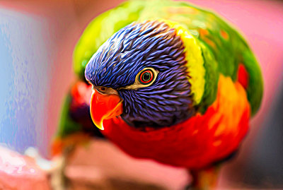 Rainbow lorikeet Topaz Expression