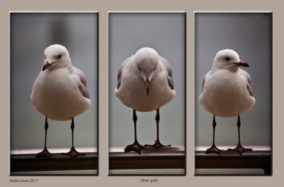 A triptych of three silver gulls