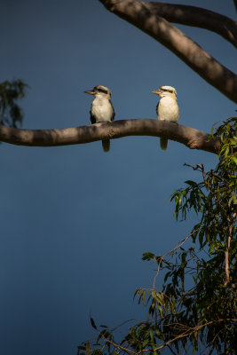 Kookaburra pair in our garden in Boambee