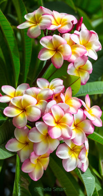 Pink frangipani in our garden
