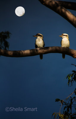 Kookaburra pair