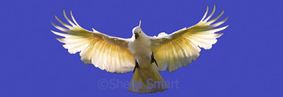 Sulphur crested cockatoo in flight as splashback