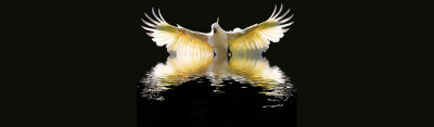 Sulphur crested cockatoo in flight with black background