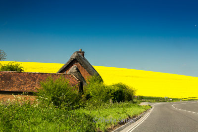 Cottage with rapeseed field in Wiltshire