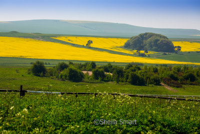 Field of rapeseed in Wiltshire, England 