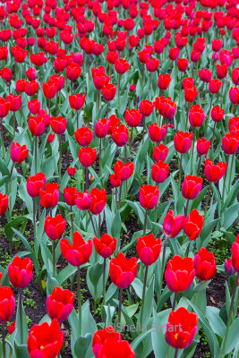Tulips in Kristiansund 