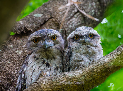 Tawny frogmouth and young