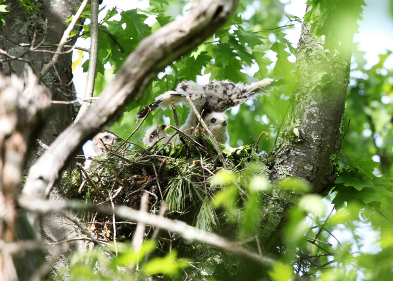 Red-shouldered Hawk - Buteo lineatus (Chicks on nest)