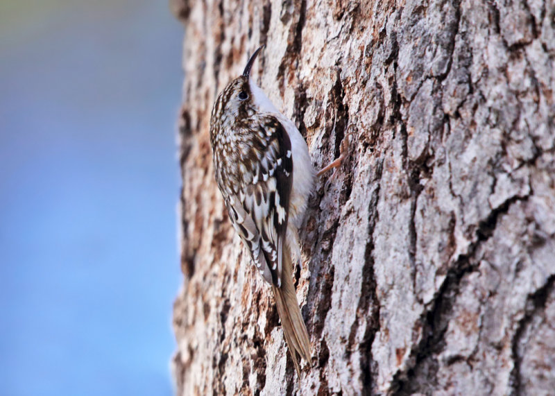 Brown Creeper - Certhia americana