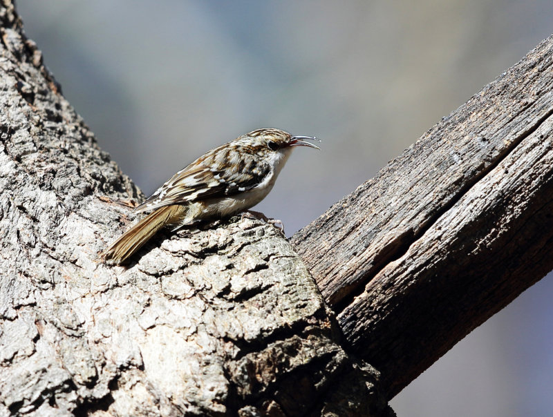 Brown Creeper - Certhia americana