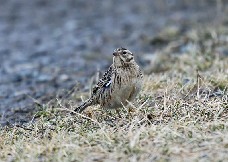Smiths Longspur - Calcarius pictus 