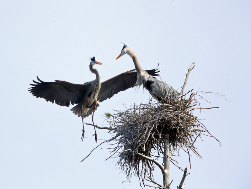 Great Blue Heron - Ardea herodias