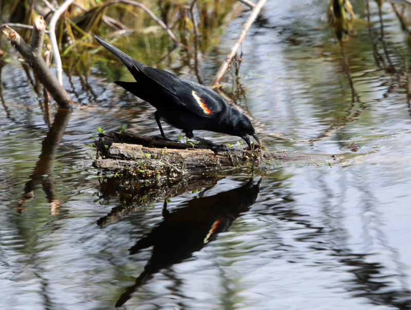 Red-winged Blackbird - Agelaius phoeniceus