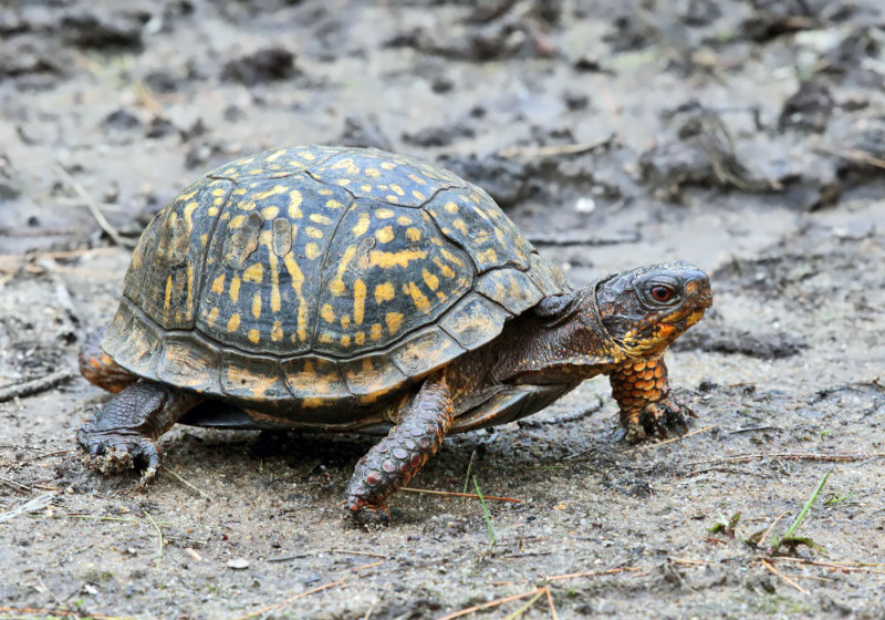 Eastern Box Turtle - Terrapene carolina