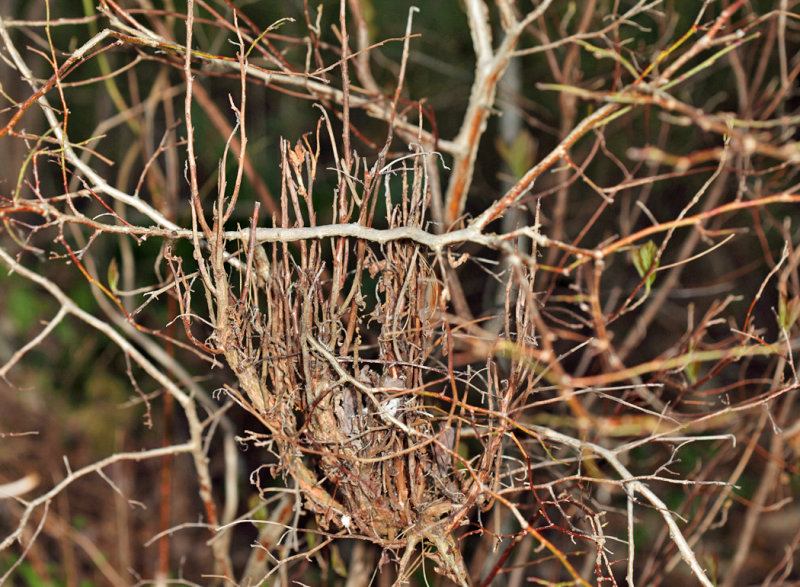 Moniliophthora perniciosa - Witchs Broom Fungus