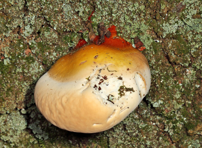 Ganoderma lucidum