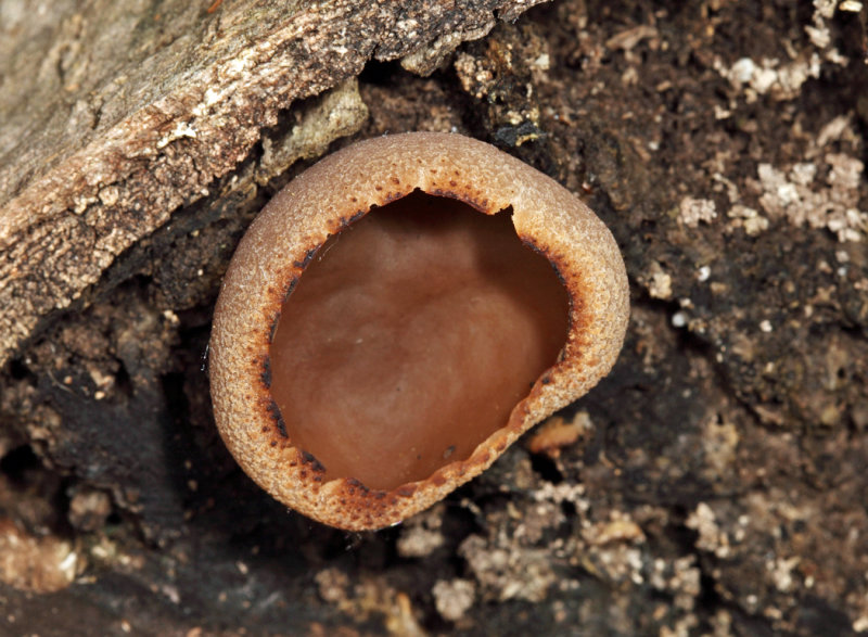 Peziza varia (Common Brown Cup)