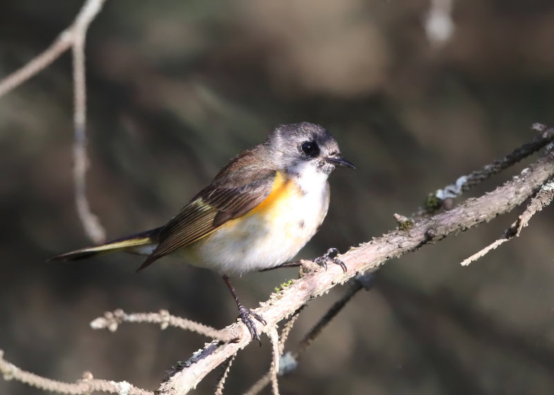 American Redstart - Setophaga ruticilla