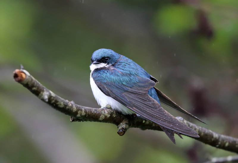 Tree Swallow - Tachycineta bicolor 