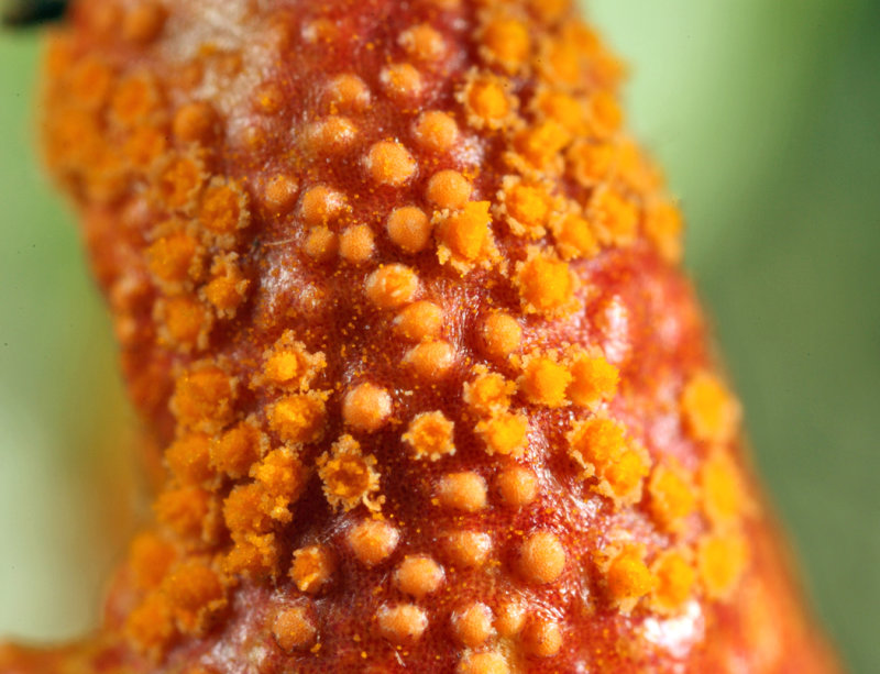 Puccinia coronota (on glossy buckthorn)