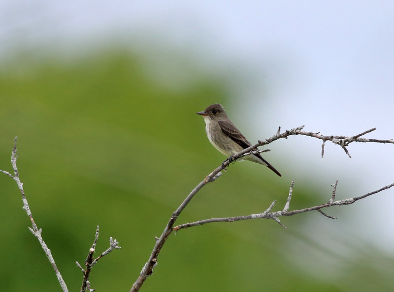 Olive-sided Flycatcher - Contopus cooperi 