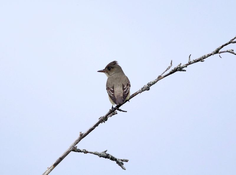 Olive-sided Flycatcher - Contopus cooperi 