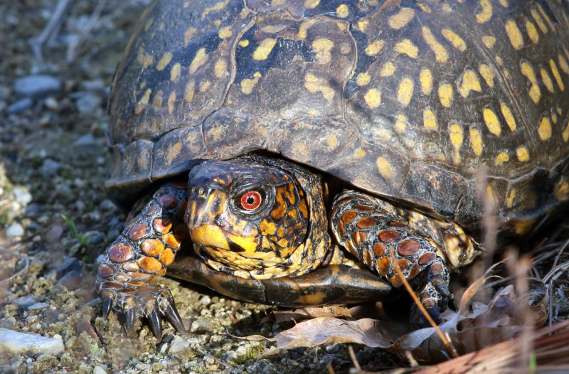 Eastern Box Turtle - Terrapene carolina