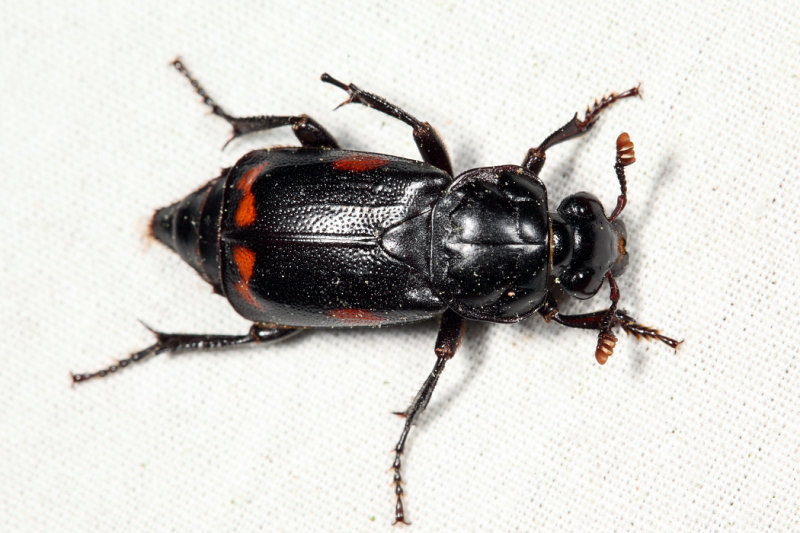 Nicrophorus pustulatus