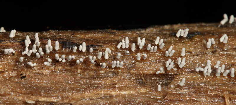 Arcyria cinerea (slime mold)