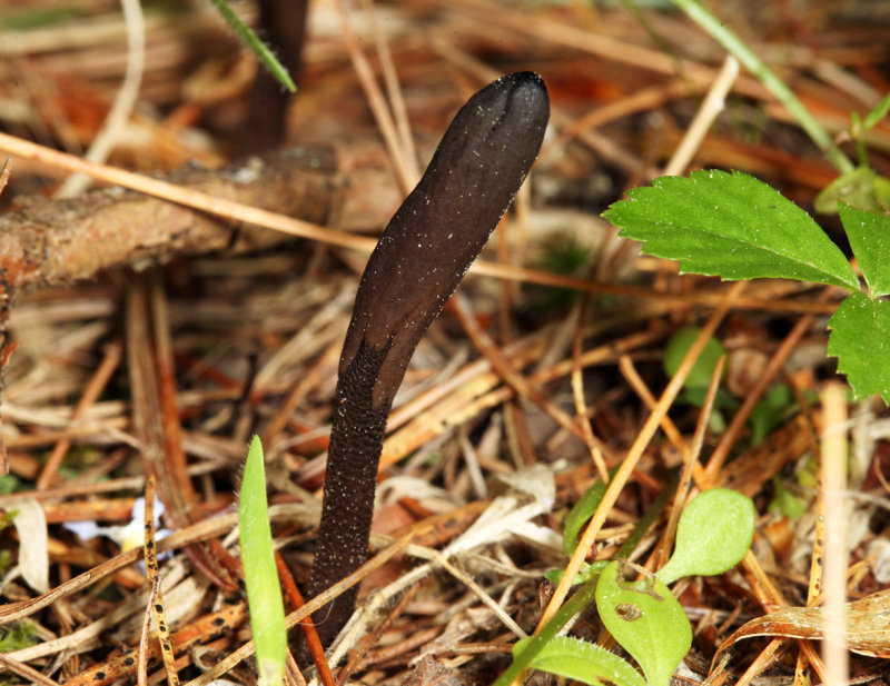 Geoglossum alveolatum