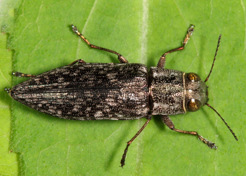 Spectralia gracilipes