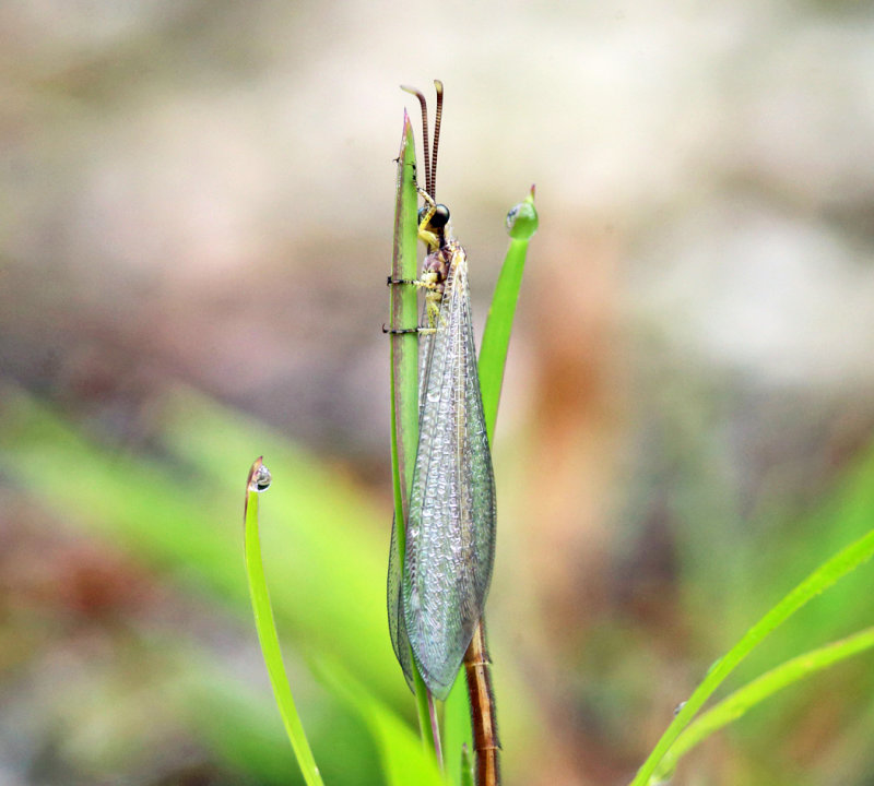 Brachynemurus abdominalis