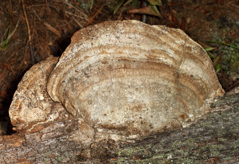 Daedalea quercina (Thick-maze Polypore)