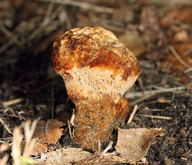 Phaeolus schweinitzii