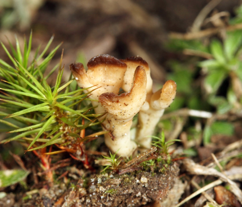 Jellied False Coral Fungus - Sebacina schweinitzii 