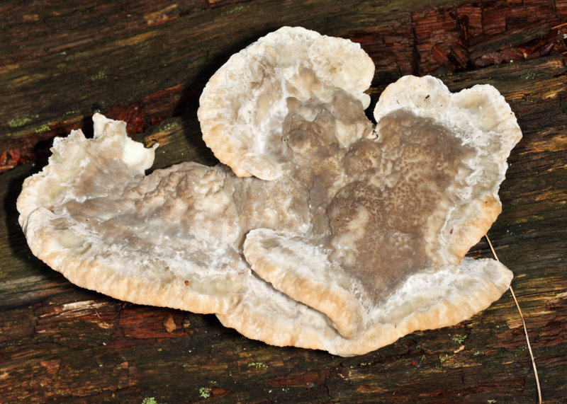 Fomitopsis spraguei